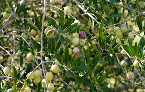 Olive tree2